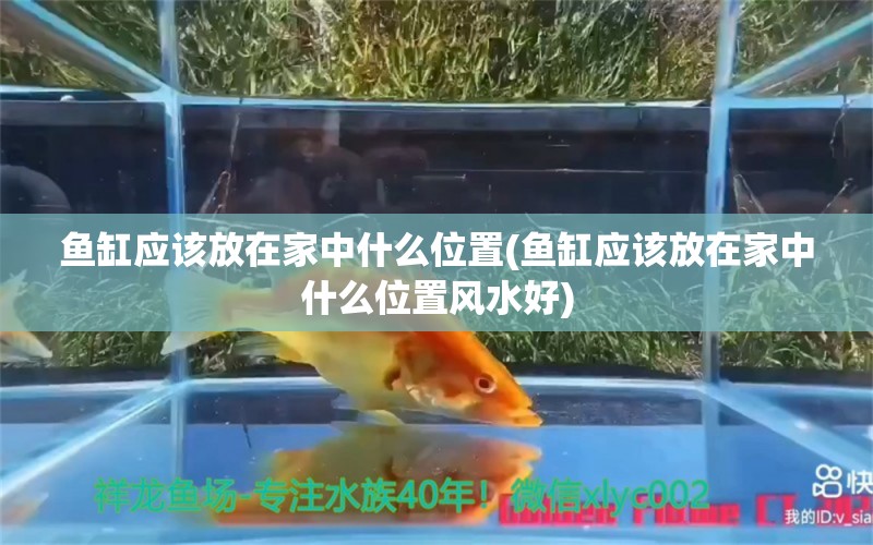 鱼缸应该放在家中什么位置(鱼缸应该放在家中什么位置风水好) 鱼缸风水 第1张