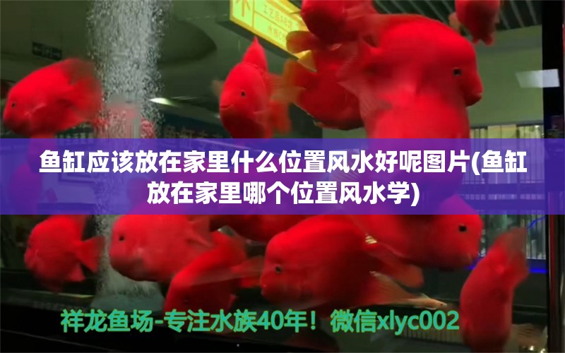 鱼缸应该放在家里什么位置风水好呢图片(鱼缸放在家里哪个位置风水学)