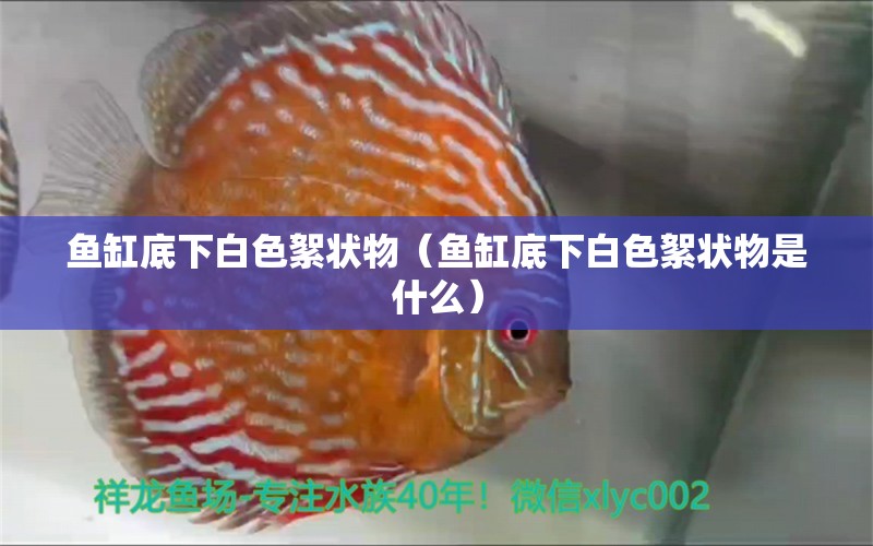 鱼缸底下白色絮状物（鱼缸底下白色絮状物是什么） 其他品牌鱼缸