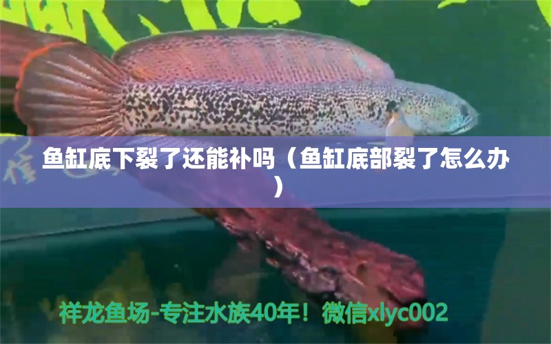 鱼缸底下裂了还能补吗（鱼缸底部裂了怎么办）