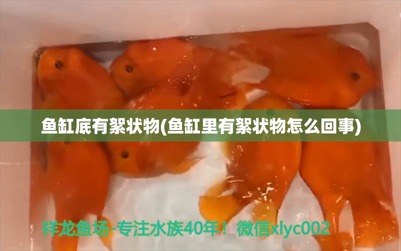 鱼缸底有絮状物(鱼缸里有絮状物怎么回事) 蓝底过背金龙鱼