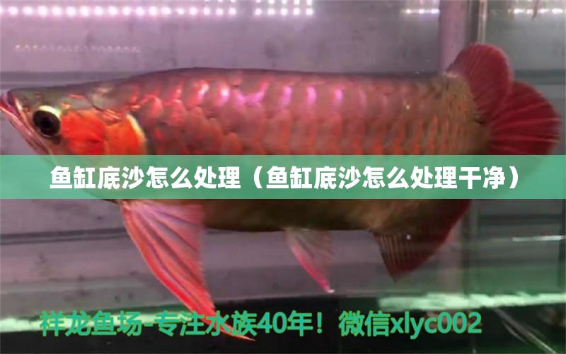 鱼缸底沙怎么处理（鱼缸底沙怎么处理干净） 水族维护服务（上门）