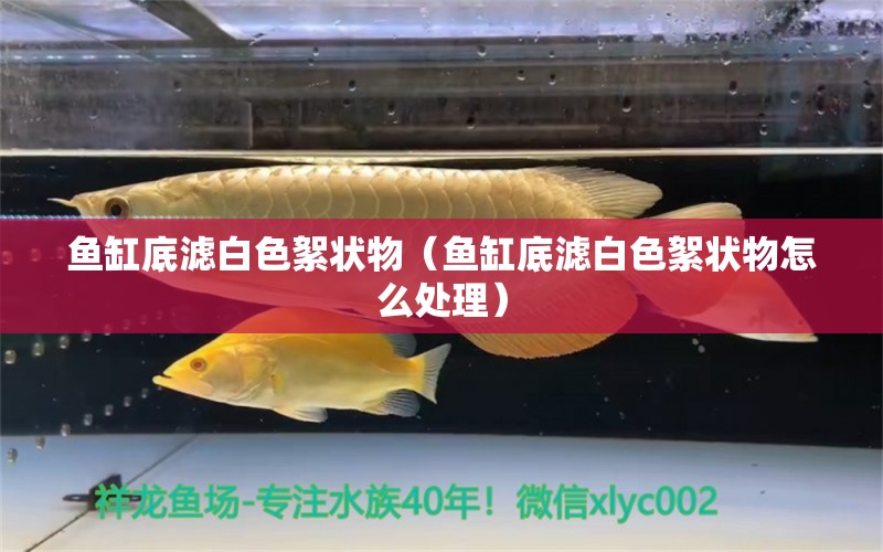 鱼缸底滤白色絮状物（鱼缸底滤白色絮状物怎么处理）