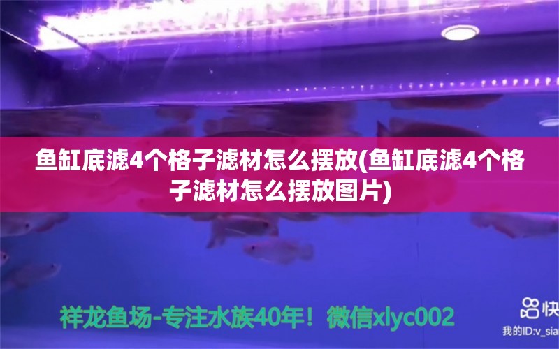 鱼缸底滤4个格子滤材怎么摆放(鱼缸底滤4个格子滤材怎么摆放图片) 白子球鲨鱼