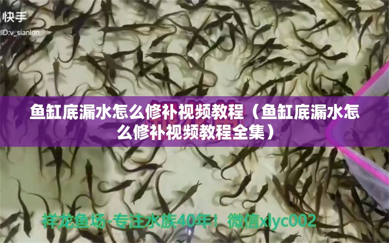 鱼缸底漏水怎么修补视频教程（鱼缸底漏水怎么修补视频教程全集） 祥龙赫舞红龙鱼