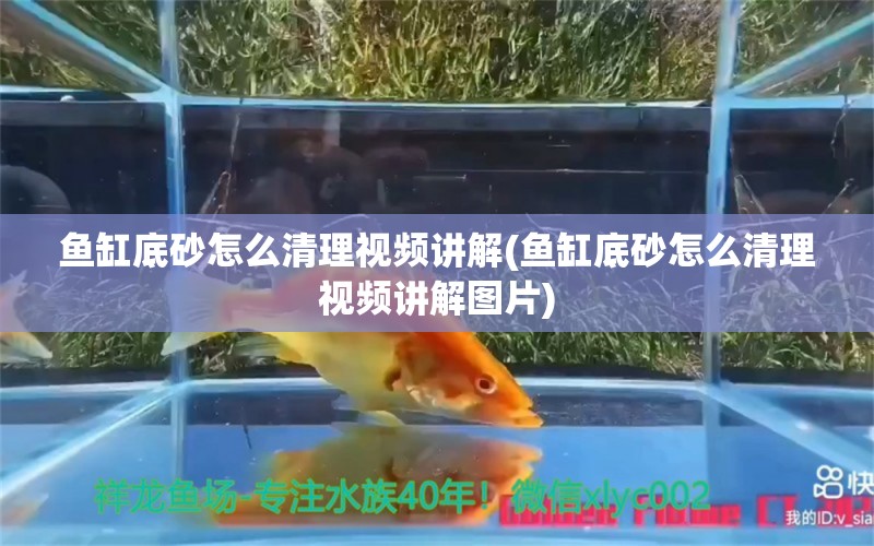 鱼缸底砂怎么清理视频讲解(鱼缸底砂怎么清理视频讲解图片) 青龙鱼