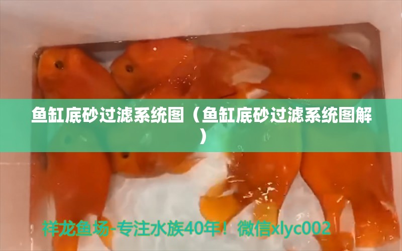 鱼缸底砂过滤系统图（鱼缸底砂过滤系统图解） 祥龙水族医院