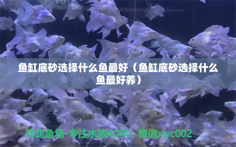 鱼缸底砂选择什么鱼最好（鱼缸底砂选择什么鱼最好养） 鱼缸风水