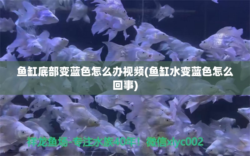 鱼缸底部变蓝色怎么办视频(鱼缸水变蓝色怎么回事)