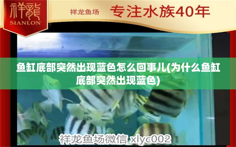 鱼缸底部突然出现蓝色怎么回事儿(为什么鱼缸底部突然出现蓝色)