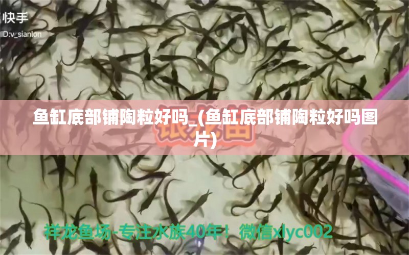 鱼缸底部铺陶粒好吗_(鱼缸底部铺陶粒好吗图片) 文玩