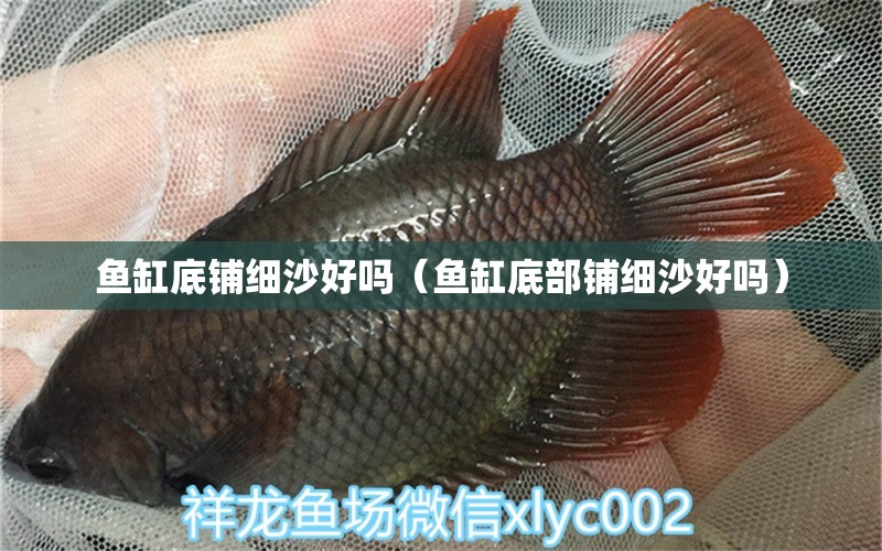 鱼缸底铺细沙好吗（鱼缸底部铺细沙好吗） 祥龙水族医院