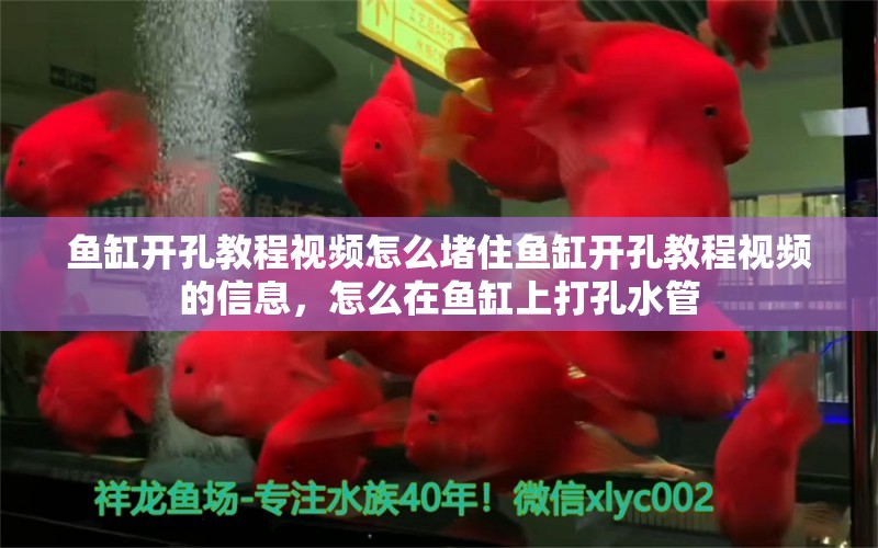 鱼缸开孔教程视频怎么堵住鱼缸开孔教程视频的信息，怎么在鱼缸上打孔水管 水族品牌 第1张