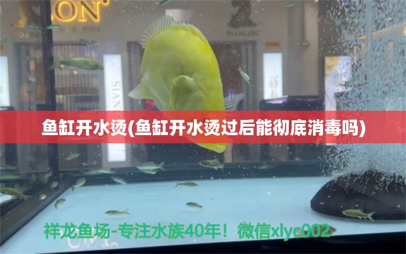 鱼缸开水烫(鱼缸开水烫过后能彻底消毒吗)