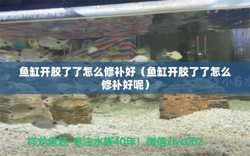 鱼缸开胶了了怎么修补好（鱼缸开胶了了怎么修补好呢） 其它水族用具设备