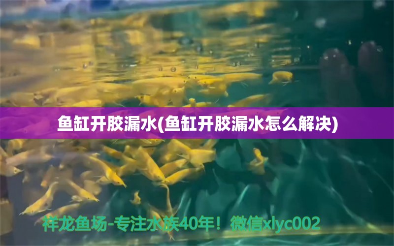 鱼缸开胶漏水(鱼缸开胶漏水怎么解决)