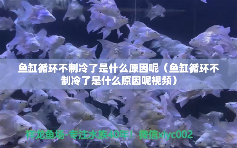 鱼缸循环不制冷了是什么原因呢（鱼缸循环不制冷了是什么原因呢视频） 充氧泵