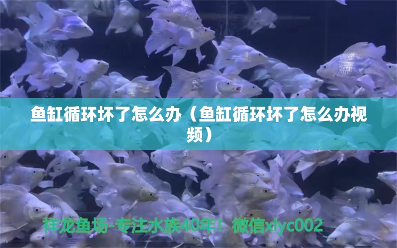 鱼缸循环坏了怎么办（鱼缸循环坏了怎么办视频）