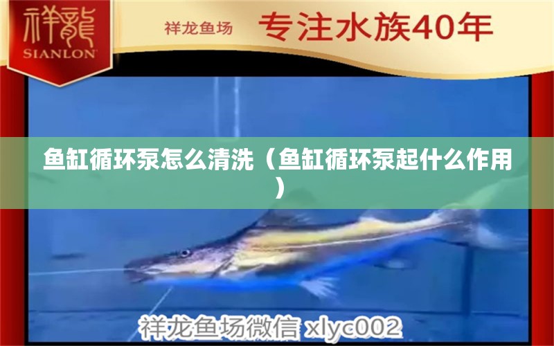 鱼缸循环泵怎么清洗（鱼缸循环泵起什么作用） 祥龙水族医院 第1张