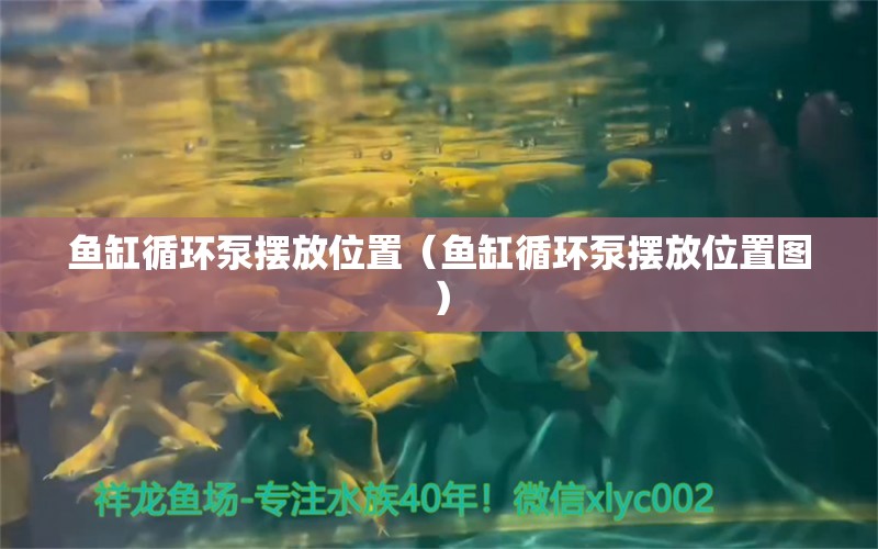 鱼缸循环泵摆放位置（鱼缸循环泵摆放位置图） 虎斑恐龙鱼