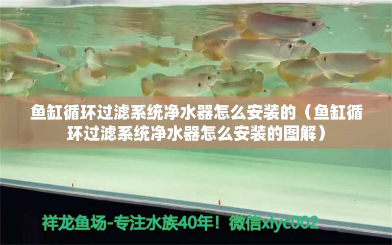 鱼缸循环过滤系统净水器怎么安装的（鱼缸循环过滤系统净水器怎么安装的图解）