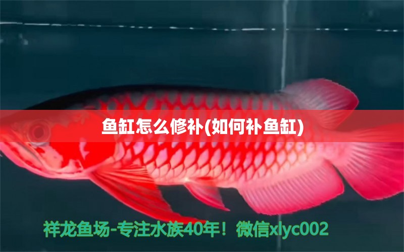 鱼缸怎么修补(如何补鱼缸)