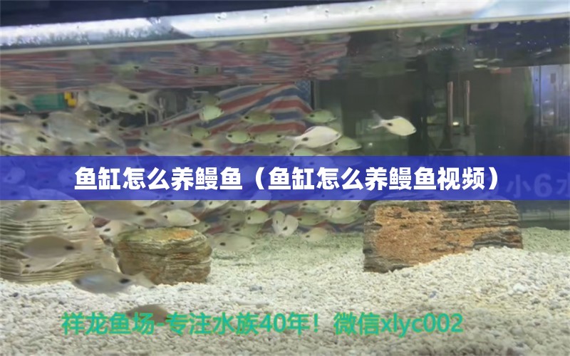 鱼缸怎么养鳗鱼（鱼缸怎么养鳗鱼视频） 赤焰中国虎鱼