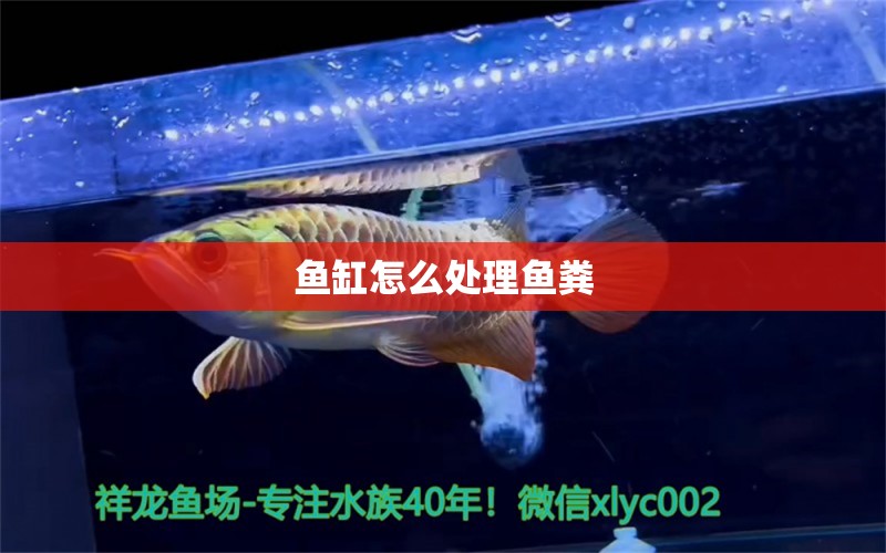 鱼缸怎么处理鱼粪 水族问答