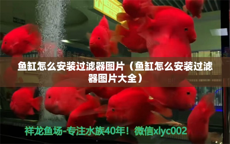 鱼缸怎么安装过滤器图片（鱼缸怎么安装过滤器图片大全）