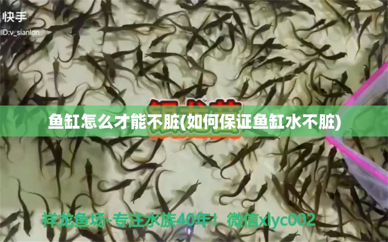 鱼缸怎么才能不脏(如何保证鱼缸水不脏) 龙凤鲤鱼