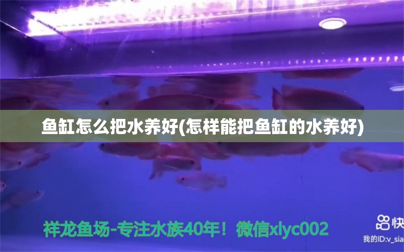 鱼缸怎么把水养好(怎样能把鱼缸的水养好) 麦肯斯银版鱼