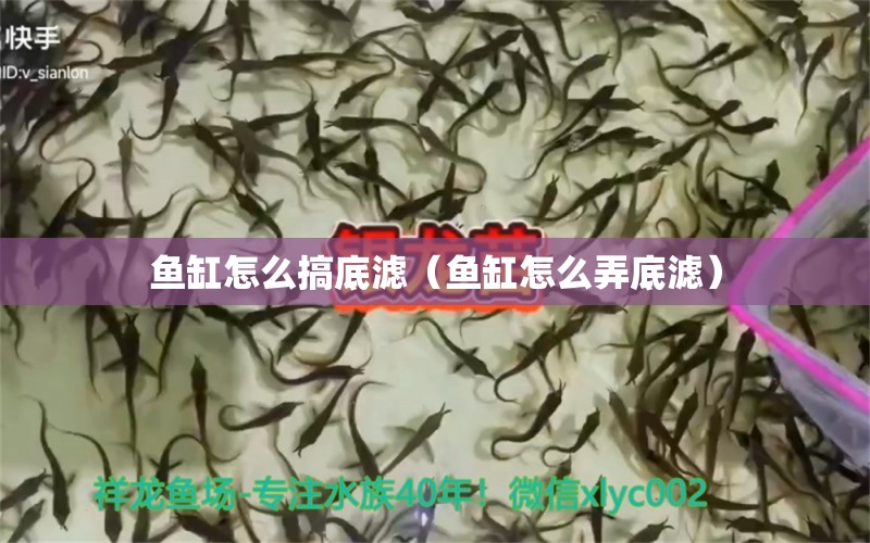 鱼缸怎么搞底滤（鱼缸怎么弄底滤） 黑云鱼