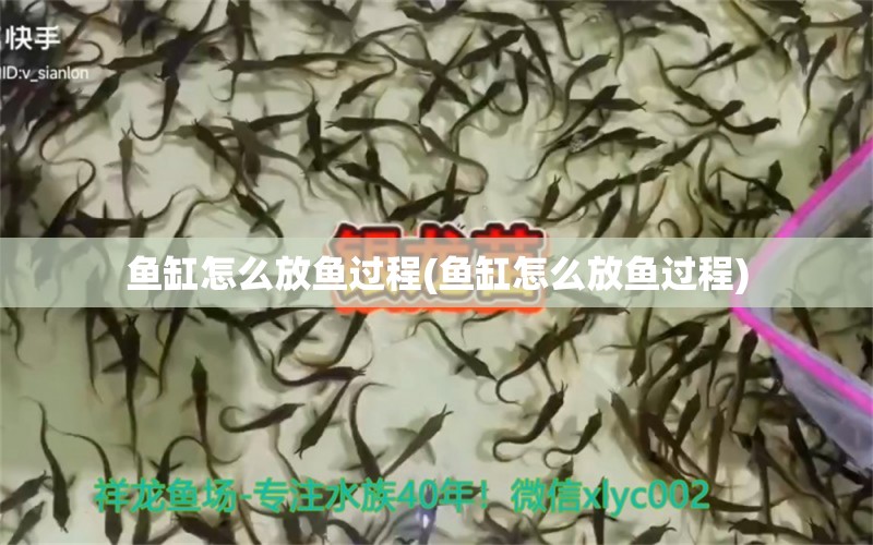 鱼缸怎么放鱼过程(鱼缸怎么放鱼过程)