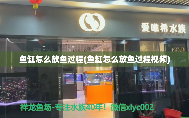 鱼缸怎么放鱼过程(鱼缸怎么放鱼过程视频) 稀有红龙品种