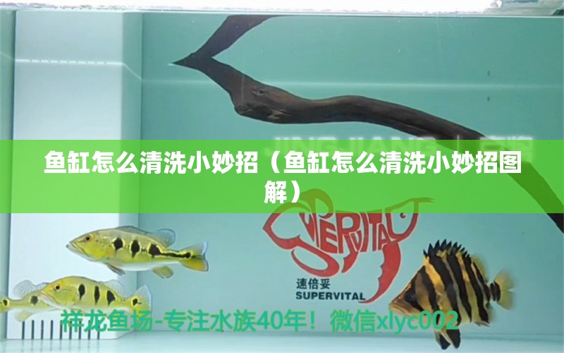 鱼缸怎么清洗小妙招（鱼缸怎么清洗小妙招图解） 祥龙水族医院