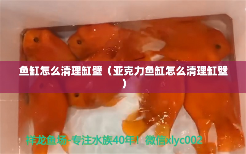 鱼缸怎么清理缸壁（亚克力鱼缸怎么清理缸壁）