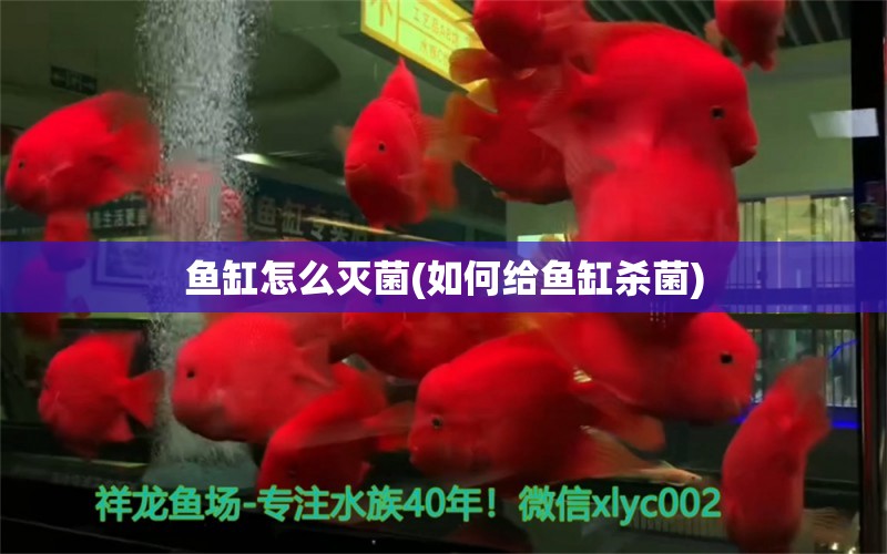 鱼缸怎么灭菌(如何给鱼缸杀菌) 海水鱼（海水鱼批发）