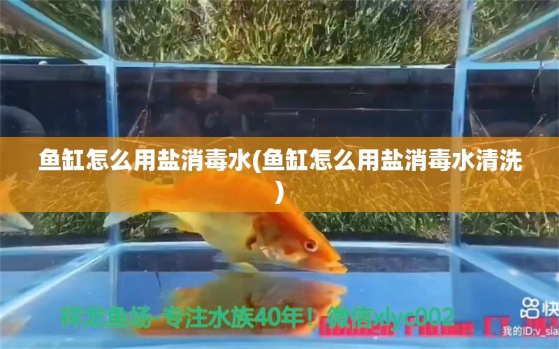 鱼缸怎么用盐消毒水(鱼缸怎么用盐消毒水清洗)