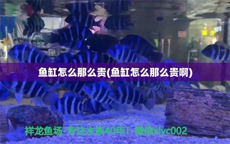 鱼缸怎么那么贵(鱼缸怎么那么贵啊)