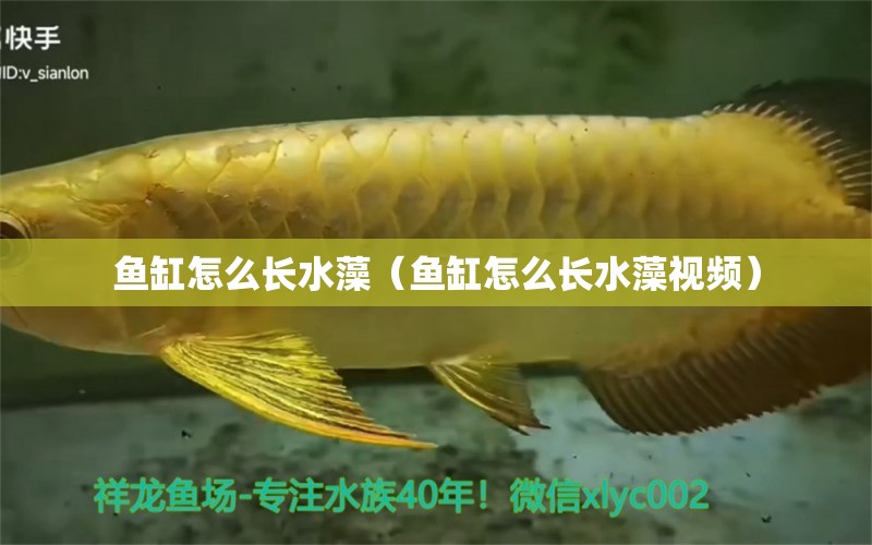 鱼缸怎么长水藻（鱼缸怎么长水藻视频） 观赏鱼企业目录