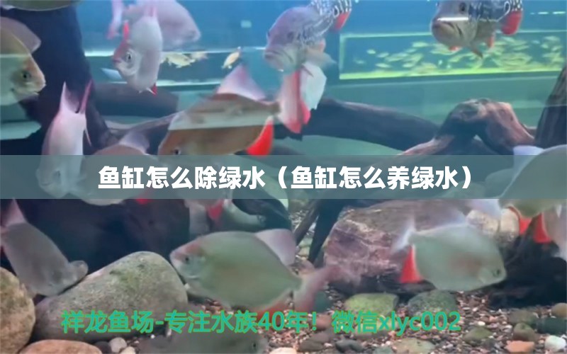 鱼缸怎么除绿水（鱼缸怎么养绿水）