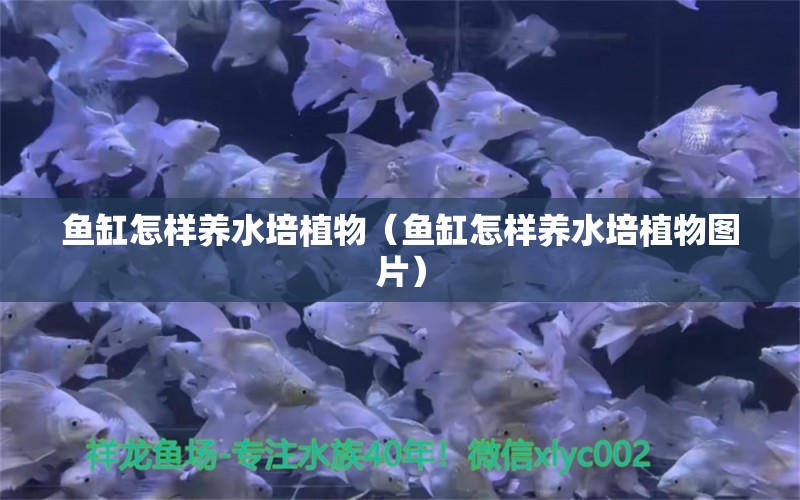 鱼缸怎样养水培植物（鱼缸怎样养水培植物图片） 鱼缸水质稳定剂