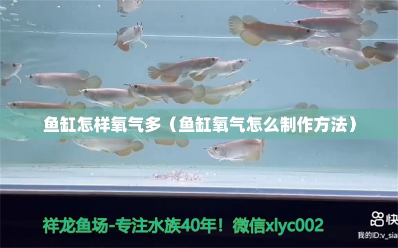 鱼缸怎样氧气多（鱼缸氧气怎么制作方法） 观赏鱼批发