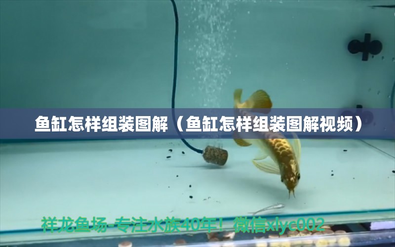 鱼缸怎样组装图解（鱼缸怎样组装图解视频） 祥龙水族医院