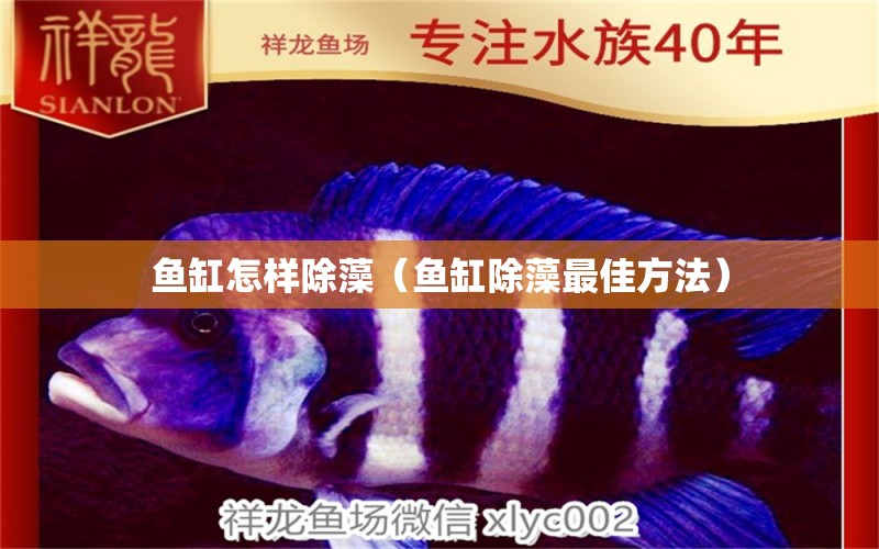 鱼缸怎样除藻（鱼缸除藻最佳方法） 祥龙水族医院