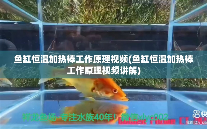 鱼缸恒温加热棒工作原理视频(鱼缸恒温加热棒工作原理视频讲解)