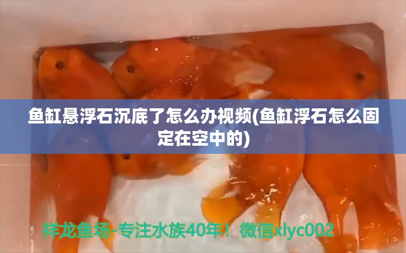 鱼缸悬浮石沉底了怎么办视频(鱼缸浮石怎么固定在空中的)