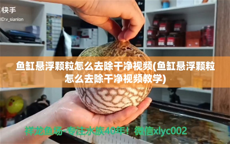 鱼缸悬浮颗粒怎么去除干净视频(鱼缸悬浮颗粒怎么去除干净视频教学)