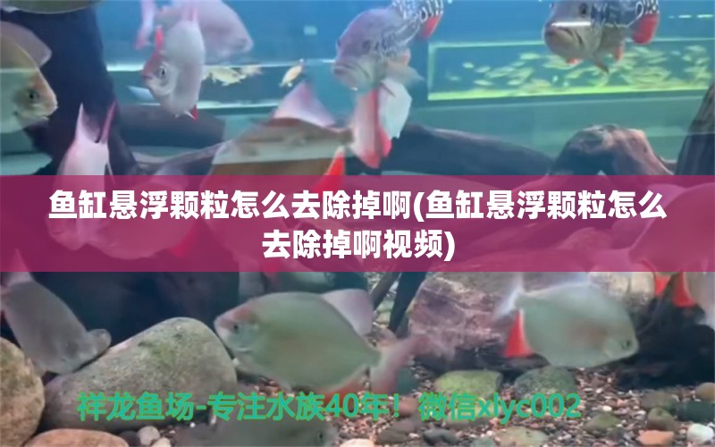 鱼缸悬浮颗粒怎么去除掉啊(鱼缸悬浮颗粒怎么去除掉啊视频)