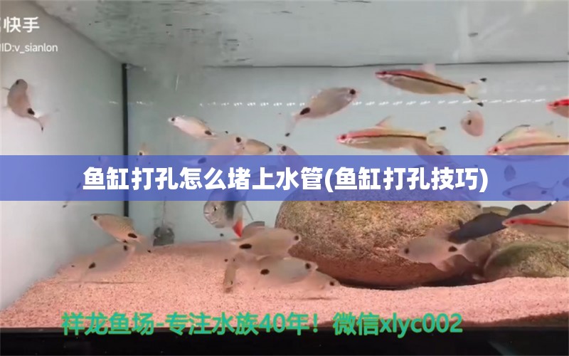 鱼缸打孔怎么堵上水管(鱼缸打孔技巧) 水温计